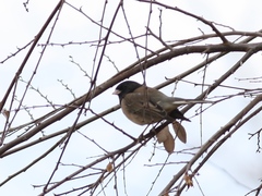 Junco hyemalis