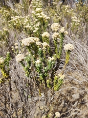 Ozothamnus reflexus
