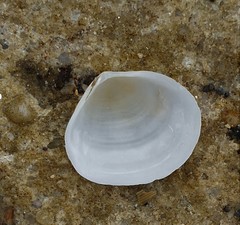 Pseudarcopagia botanica