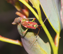 Pseudopantilius australis