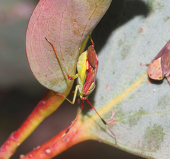 Pseudopantilius australis