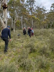Pseudopantilius australis