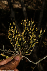 Microcoelia perrieri image