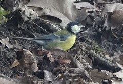 Parus major