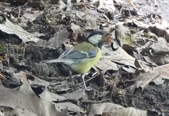 Parus major