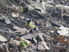 Parus major