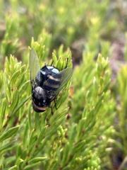 Chrysorutilia