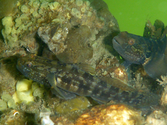 Tridentiger trigonocephalus