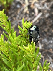 Chrysorutilia