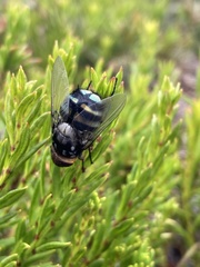Chrysorutilia