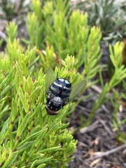 Chrysorutilia