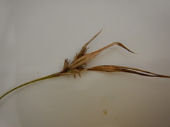 Scleria muehlenbergii