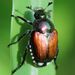 Escarabajo Japonés - Photo (c) Ingrid Kaatz, algunos derechos reservados (CC BY-NC), subido por Ingrid Kaatz