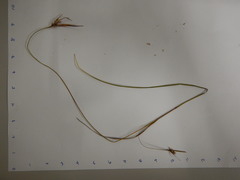 Scleria muehlenbergii