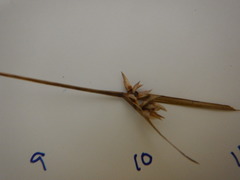 Scleria muehlenbergii