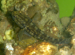 Tridentiger trigonocephalus