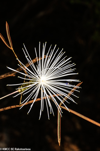Thilachium angustifolium