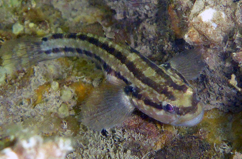 Chameleon Goby