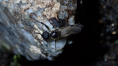 Bibio albipennis