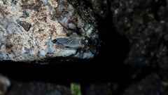 Bibio albipennis
