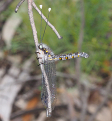 Pilacmonotus sabulosus