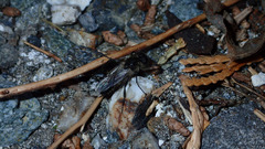 Bibio albipennis