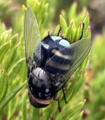 Chrysorutilia