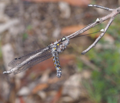 Pilacmonotus sabulosus