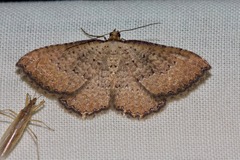 Chrysolarentia microcyma