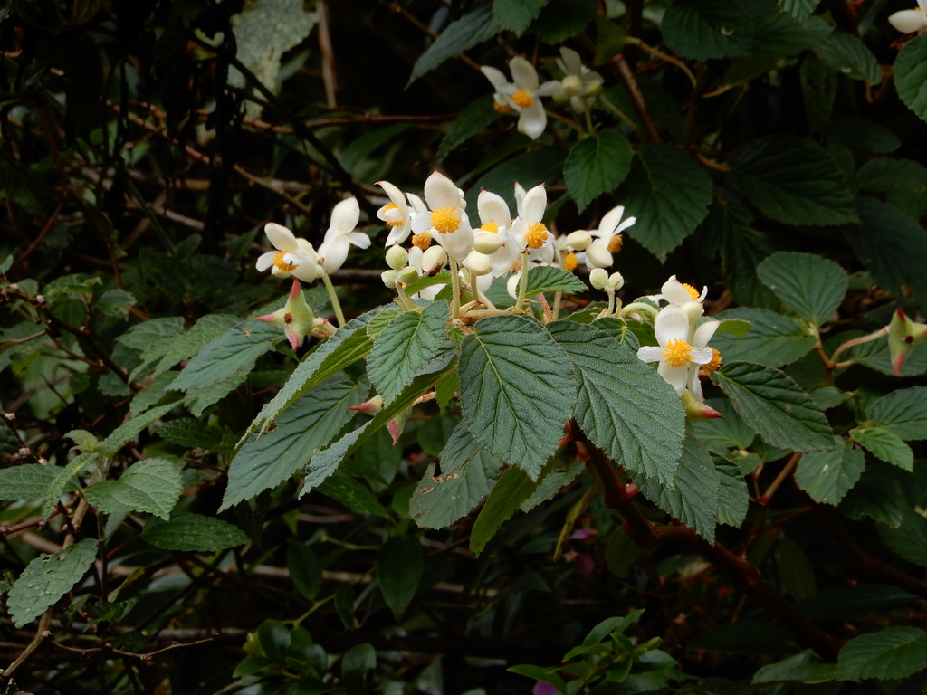 Begonia ursina