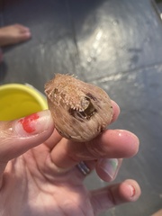 Spatangoida