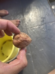 Spatangoida