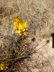 Bulbine frutescens