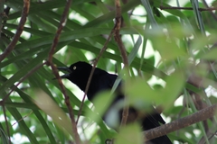 Quiscalus mexicanus