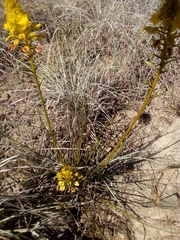Bulbine frutescens