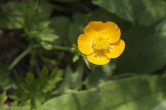 Ranunculus caucasicus