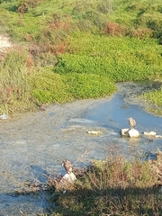 Nycticorax nycticorax obscurus