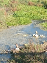 Nycticorax nycticorax obscurus
