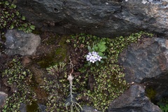 Stevenia cheiranthoides