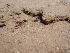 Ocymyrmex barbiger