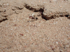 Ocymyrmex barbiger