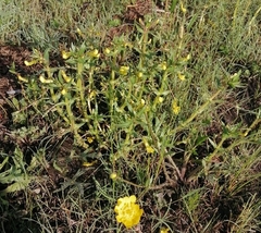 Gratiola oresbia