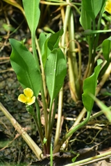 Limnocharis laforestii image