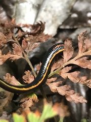 Chtonobdella limbata