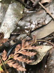 Chtonobdella limbata