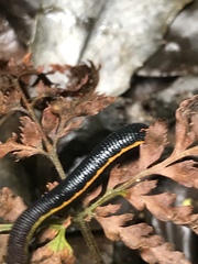 Chtonobdella limbata