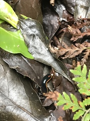 Chtonobdella limbata