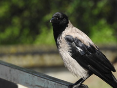 Corvus cornix