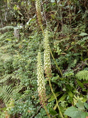 Gomphichis