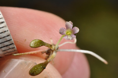 Glossostigma elatinoides